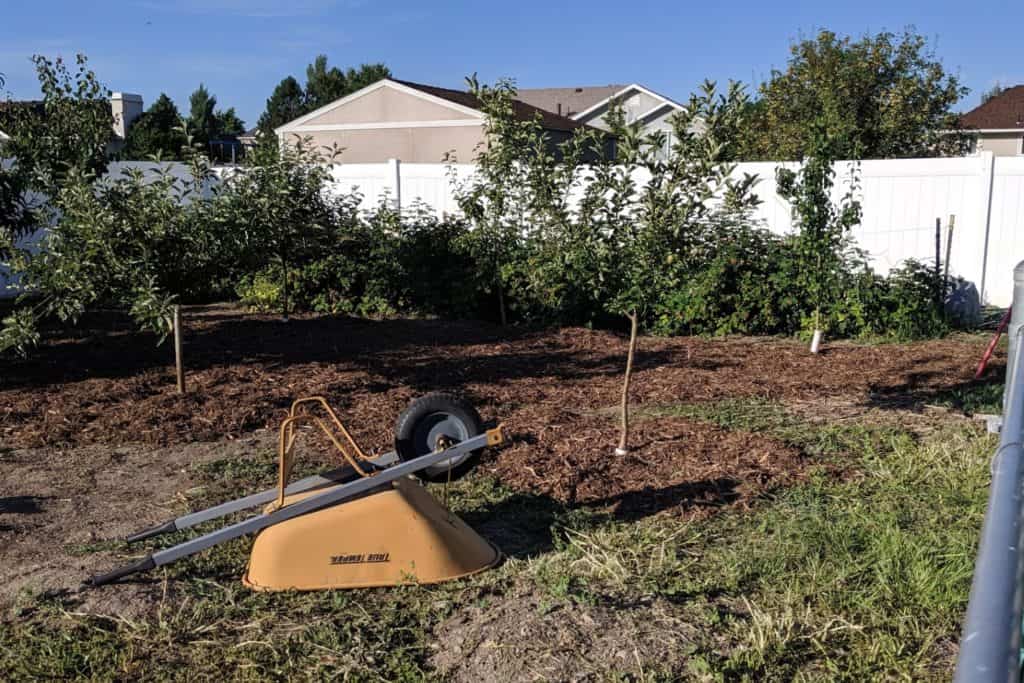 An image of the raspberry patch and small fruit trees in the Starrs' backyard. Mulch is being spread around the trees as weed control
