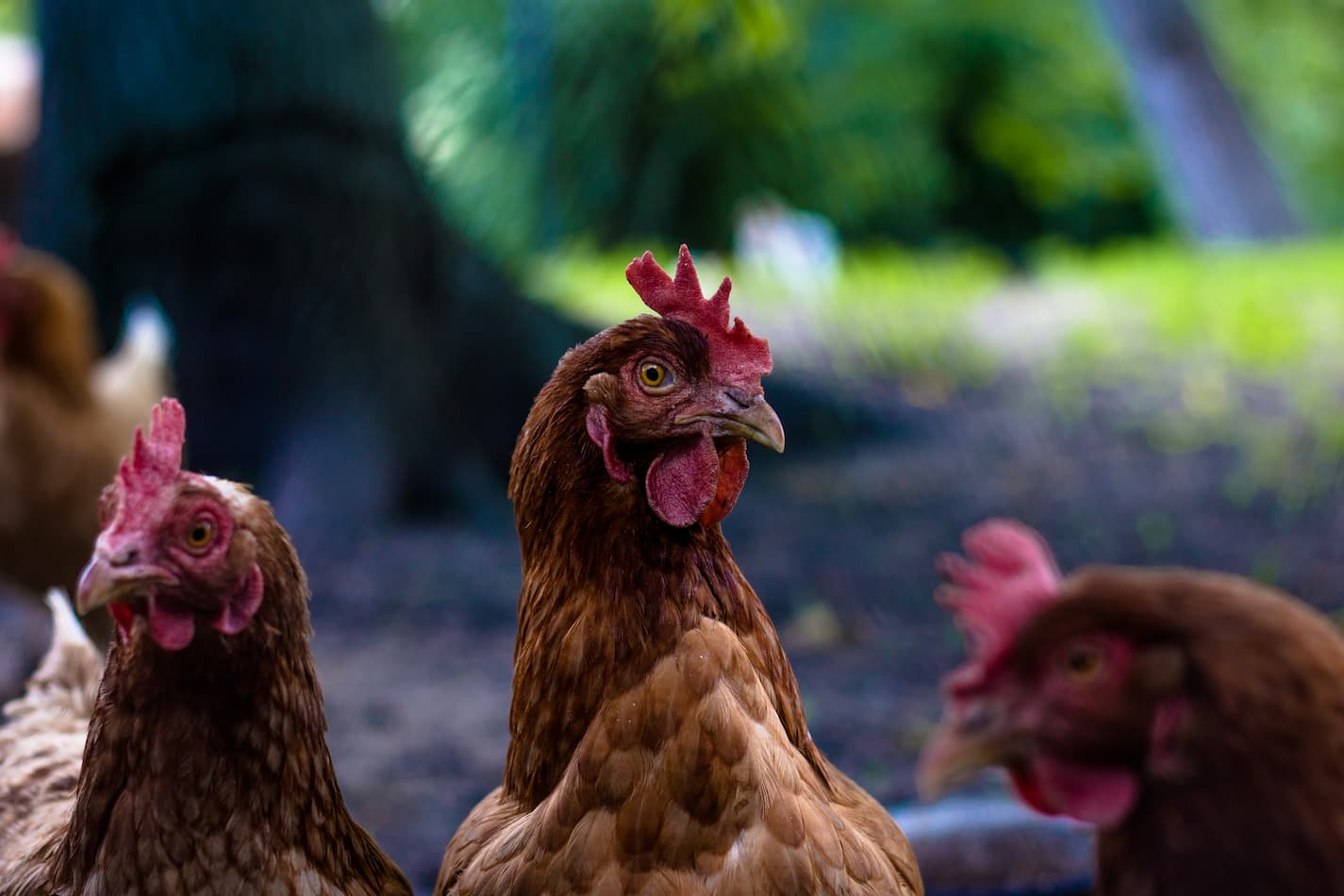 How Long Do Chickens Live? 5 Important Things to Know