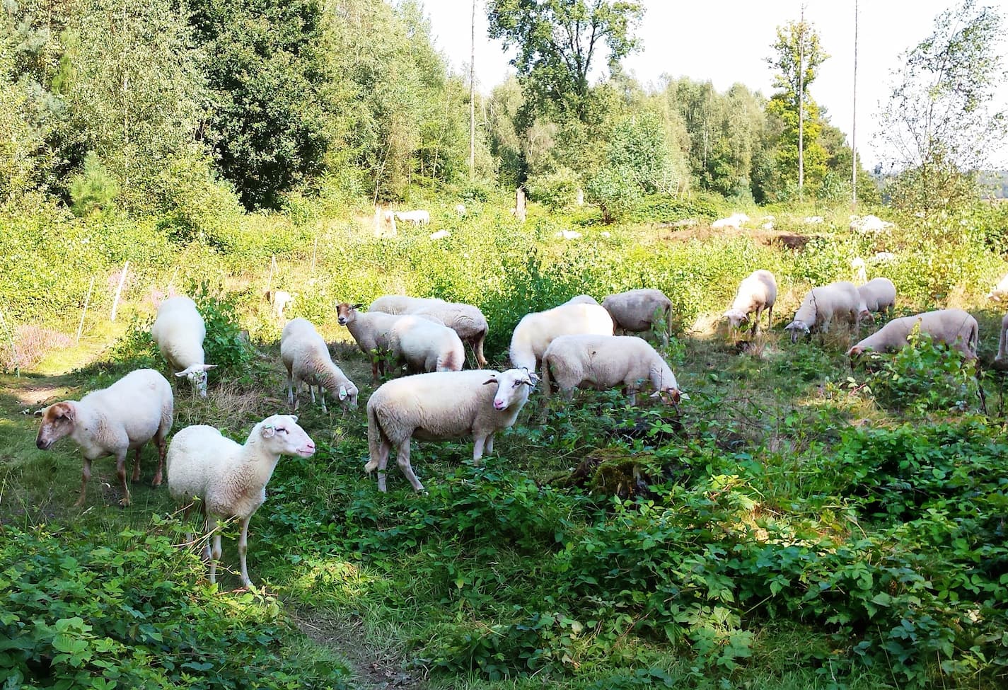 sheep are grazing in the forest 2022 02 15 10 14 33 utc 1
