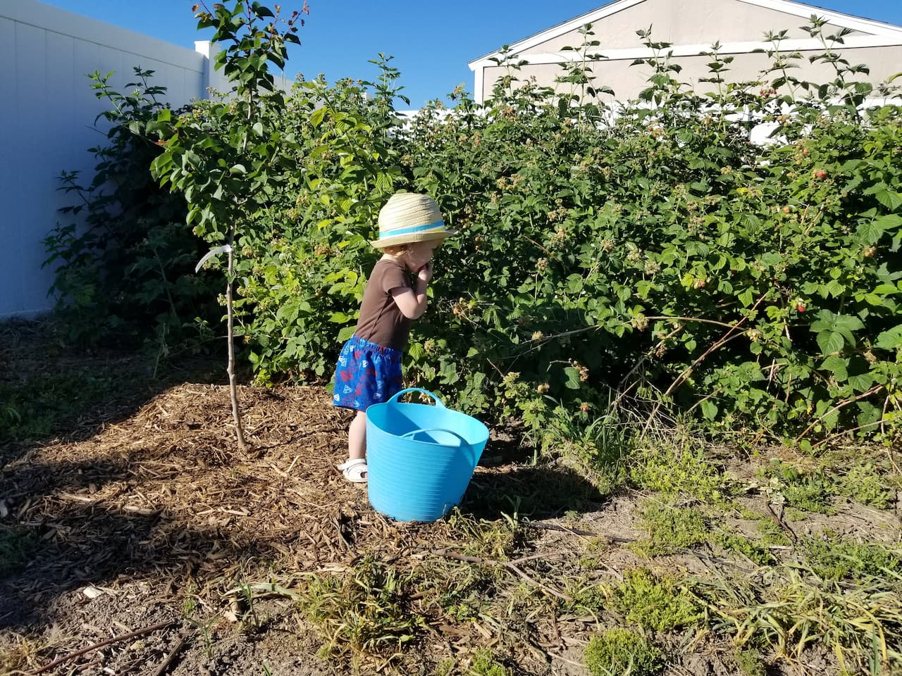 An image of a little girl picking fresh raspberries in the garden.