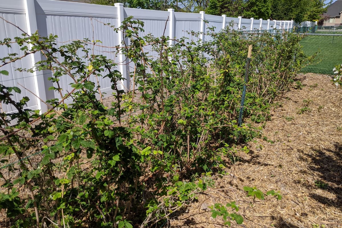 An image of raspberries during summer.
