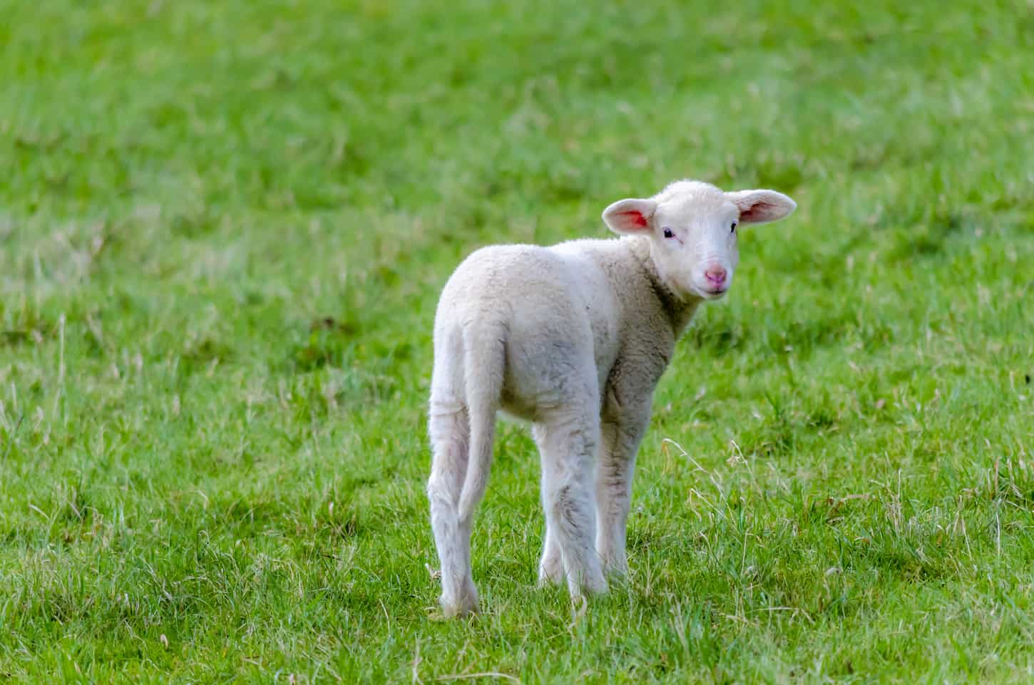 How to House Train a Lamb: Complete Step-by-Step Guide