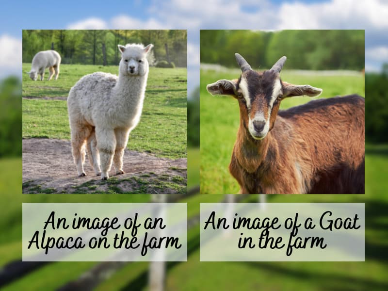 A collage image of an alpaca and a goat in a farm set-up.