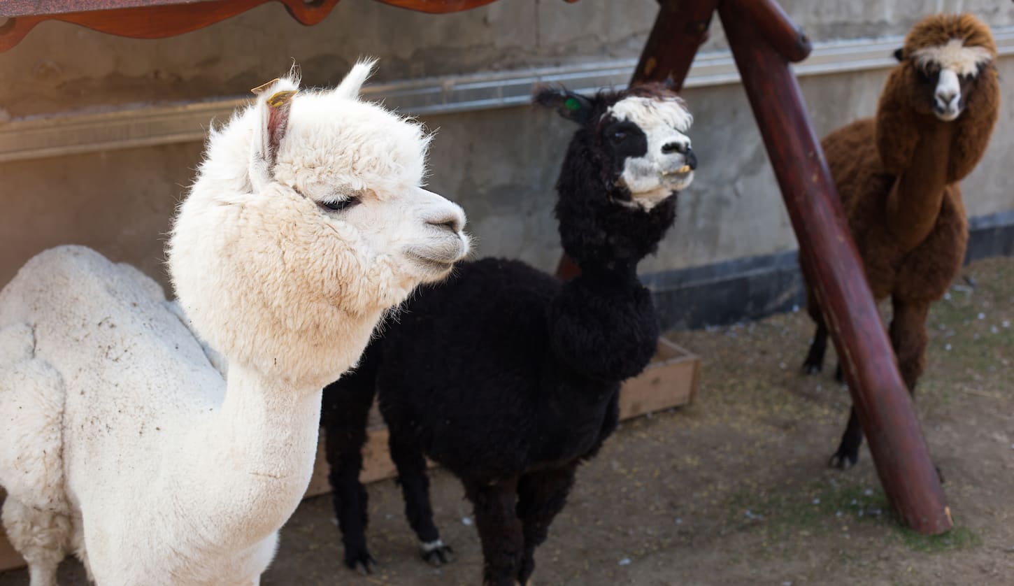 An image of White, black and brown llamas and alpacas in a paddock on a farm