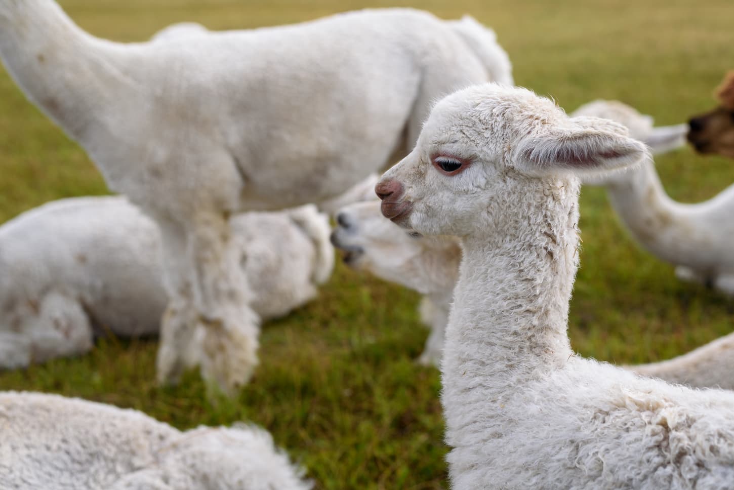 are herd dogs used for alpacas