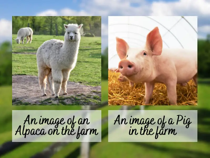 A collage image of an alpaca and a pig in a farm set-up.