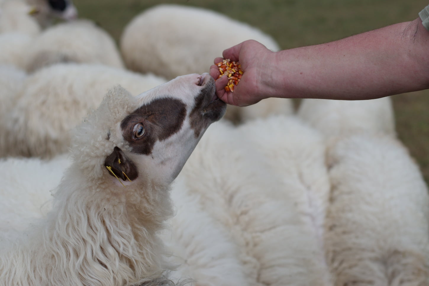 Portion Control: Do Sheep Know To Stop Eating?