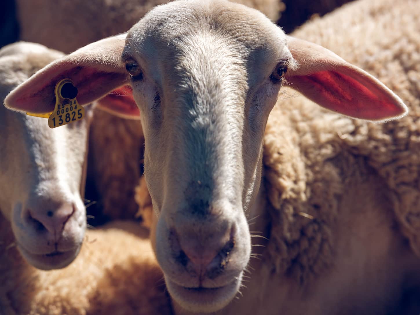 Hush Hush: How to Keep Sheep Quiet