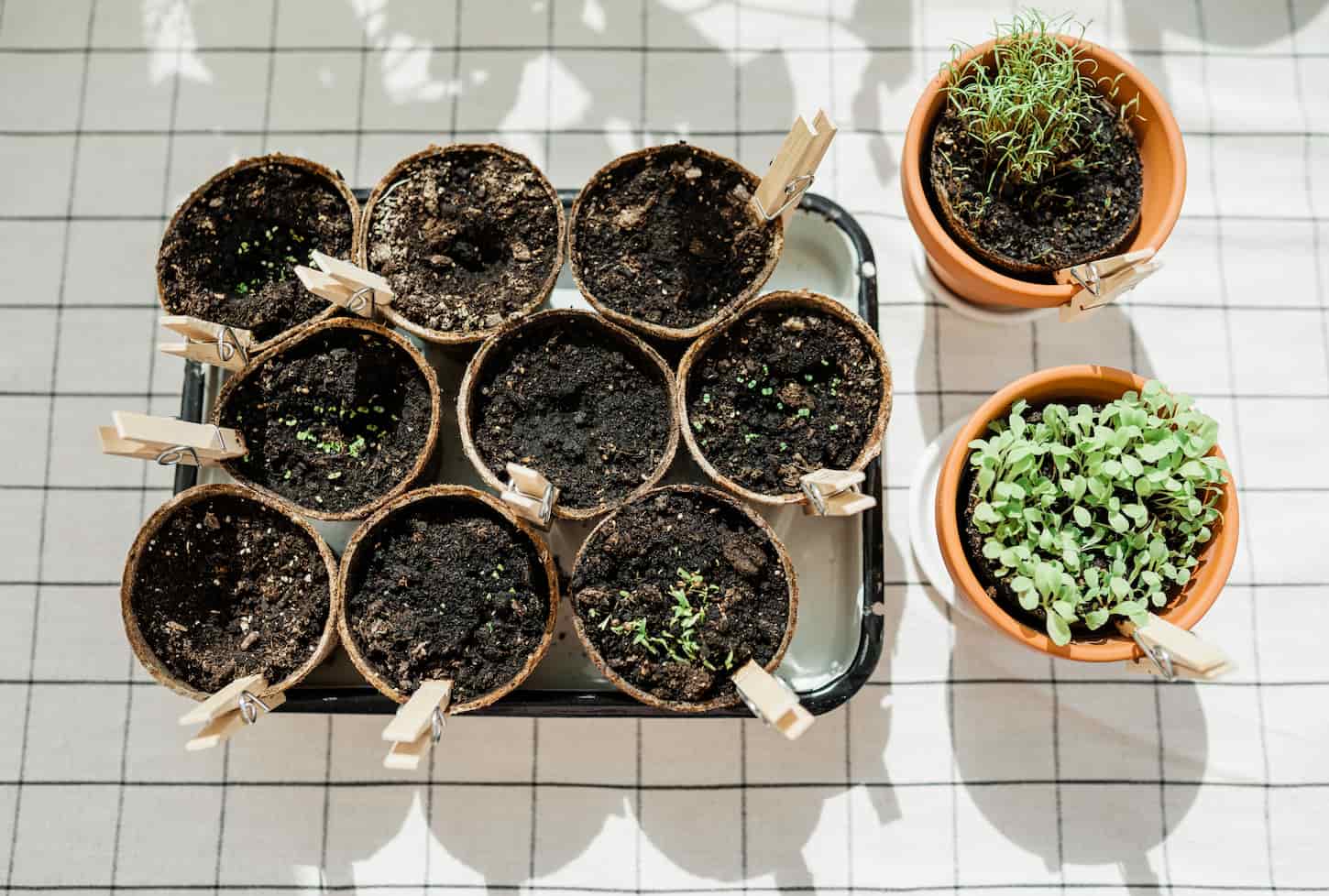 Is it Worth Growing Your Own Herbs?