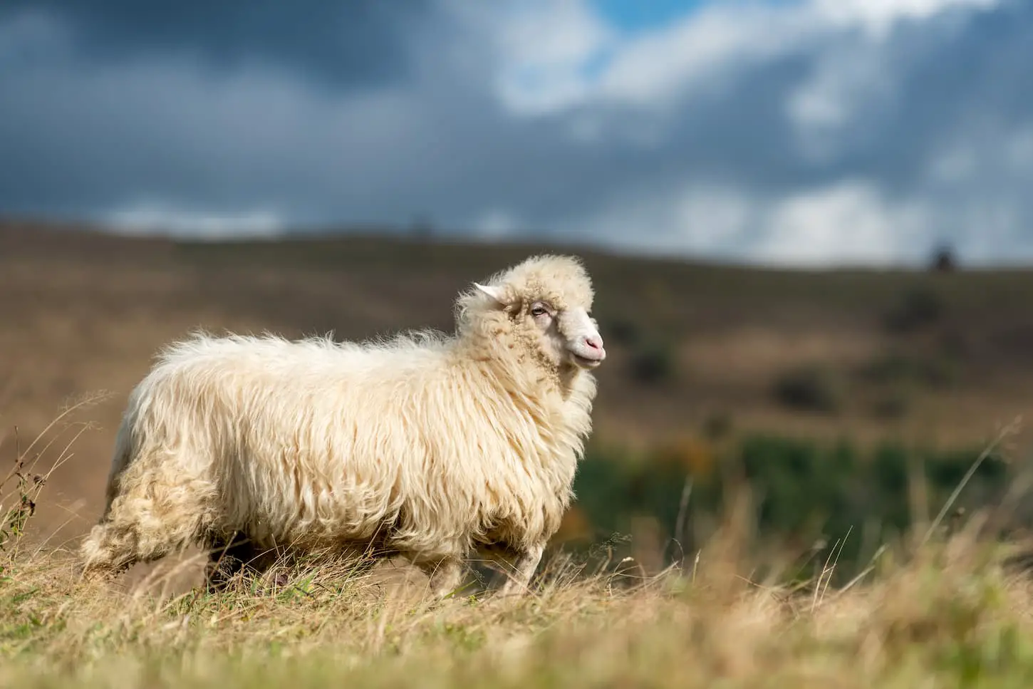 An image of a sheep wandering in the pasture.