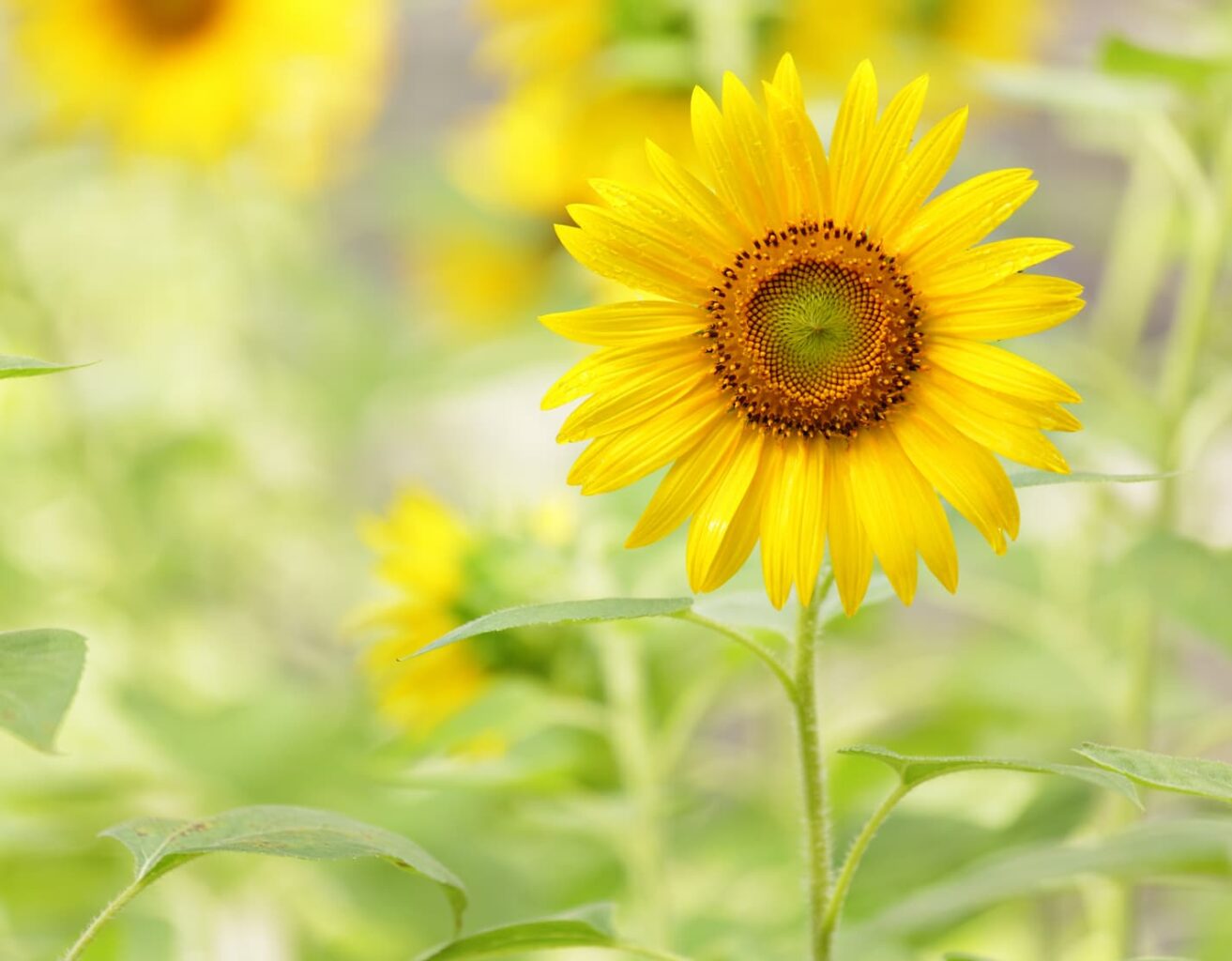 can-goats-eat-sunflower-plants-and-seeds-here-s-the-thing