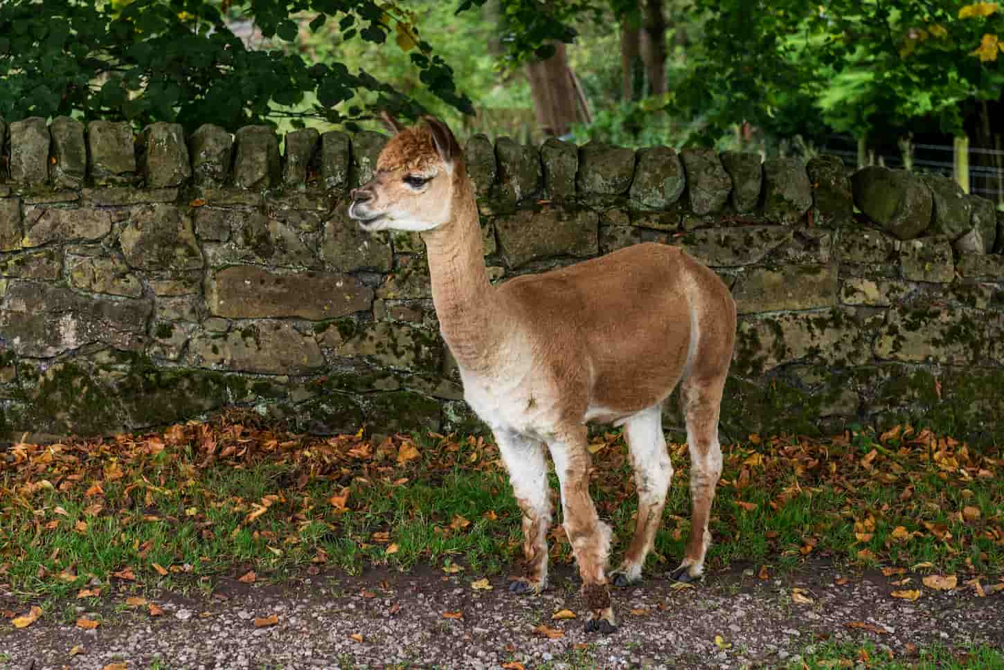 The Do’s and Don’ts of Grooming Llamas: a Complete Guide