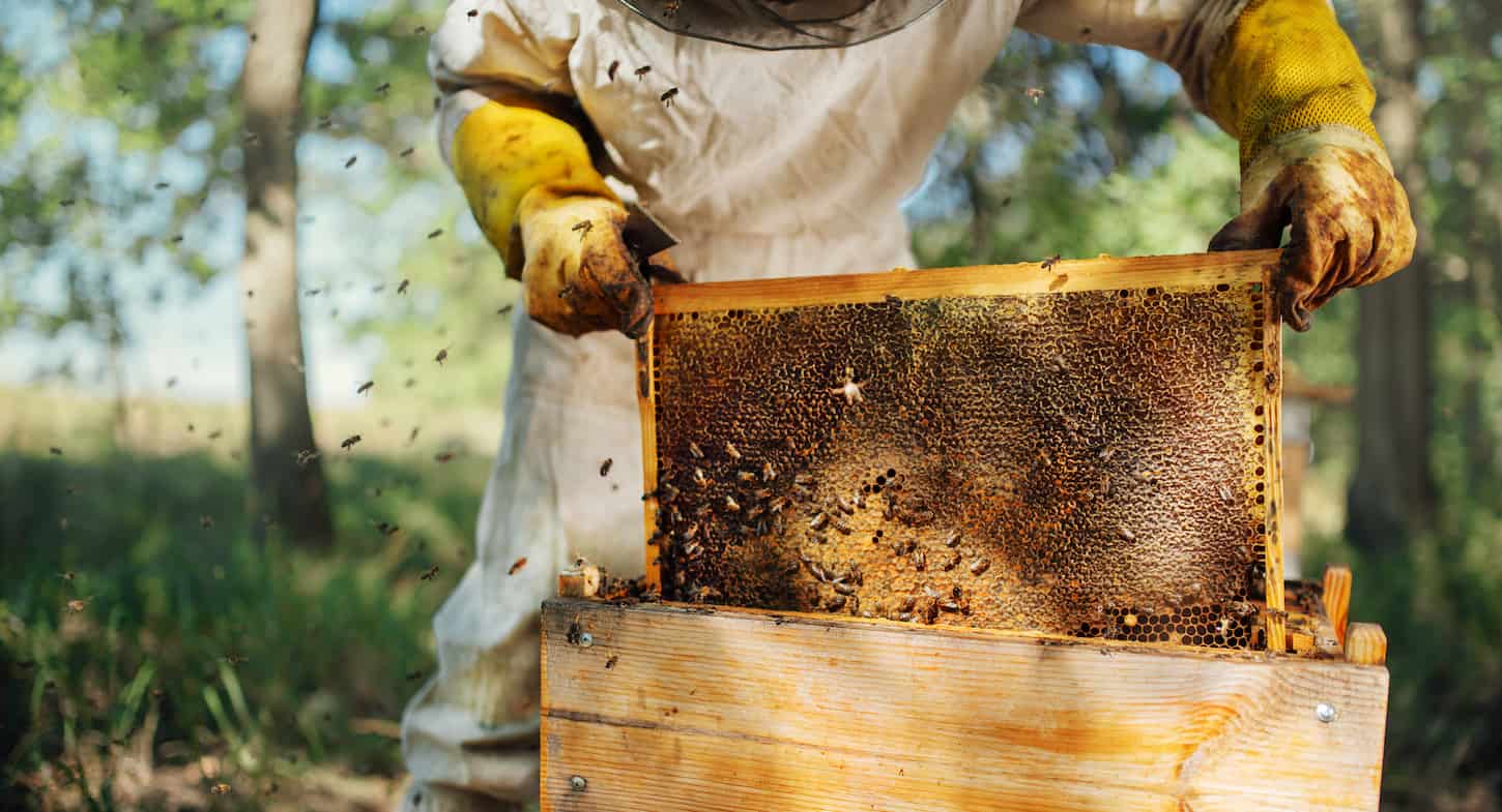 The 3 Real Reasons Beekeeper Suits are White