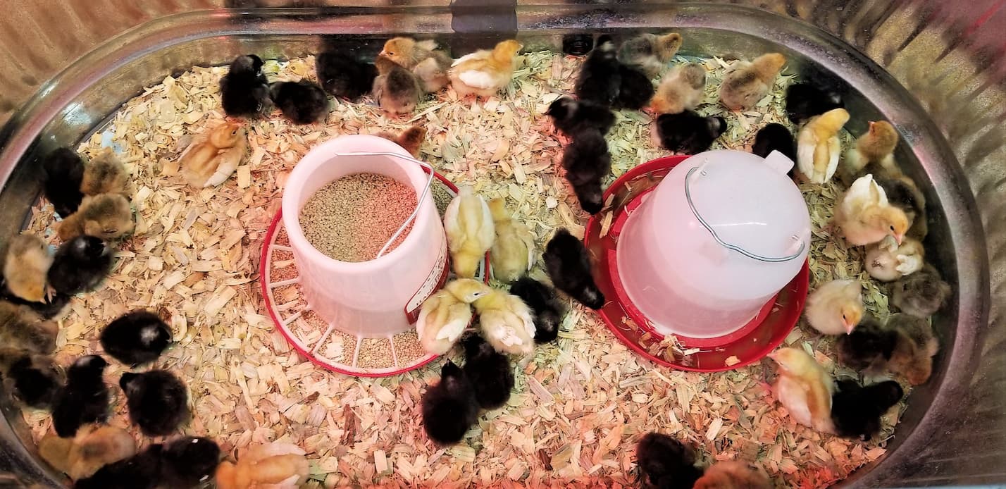 An image of baby chicks inside a brooder with a feeder and a waterer.