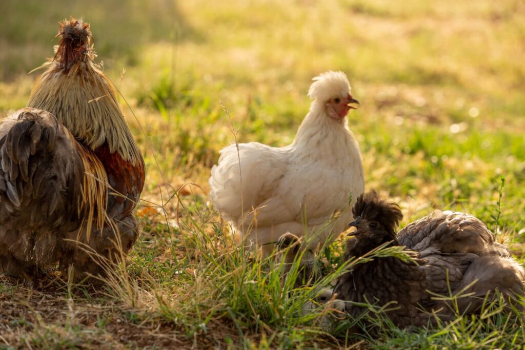 9 Reasons Why Baby Chicks Die