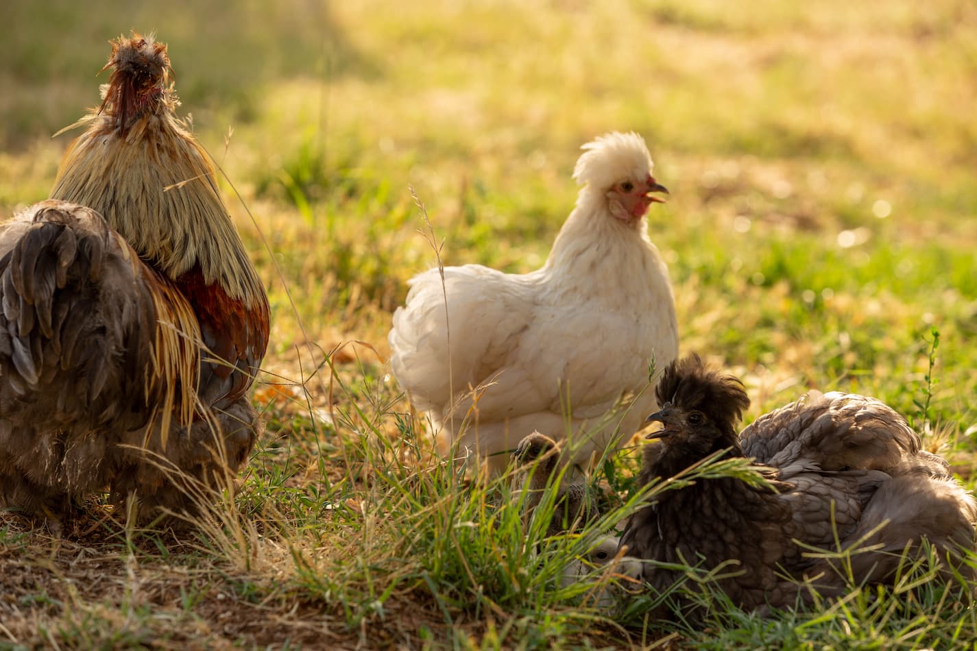An image of chickens outside with their chicks