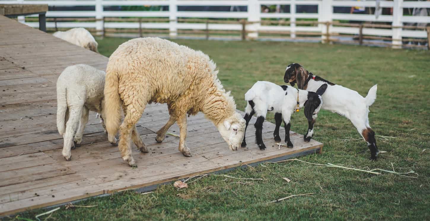 Do Sheep Make Good Pets? 5 An image of a Flock of sheep and goat on the farm.