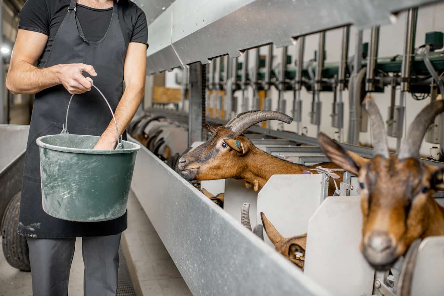 An image of a man feeding goats during the milking process at the automated milking line.