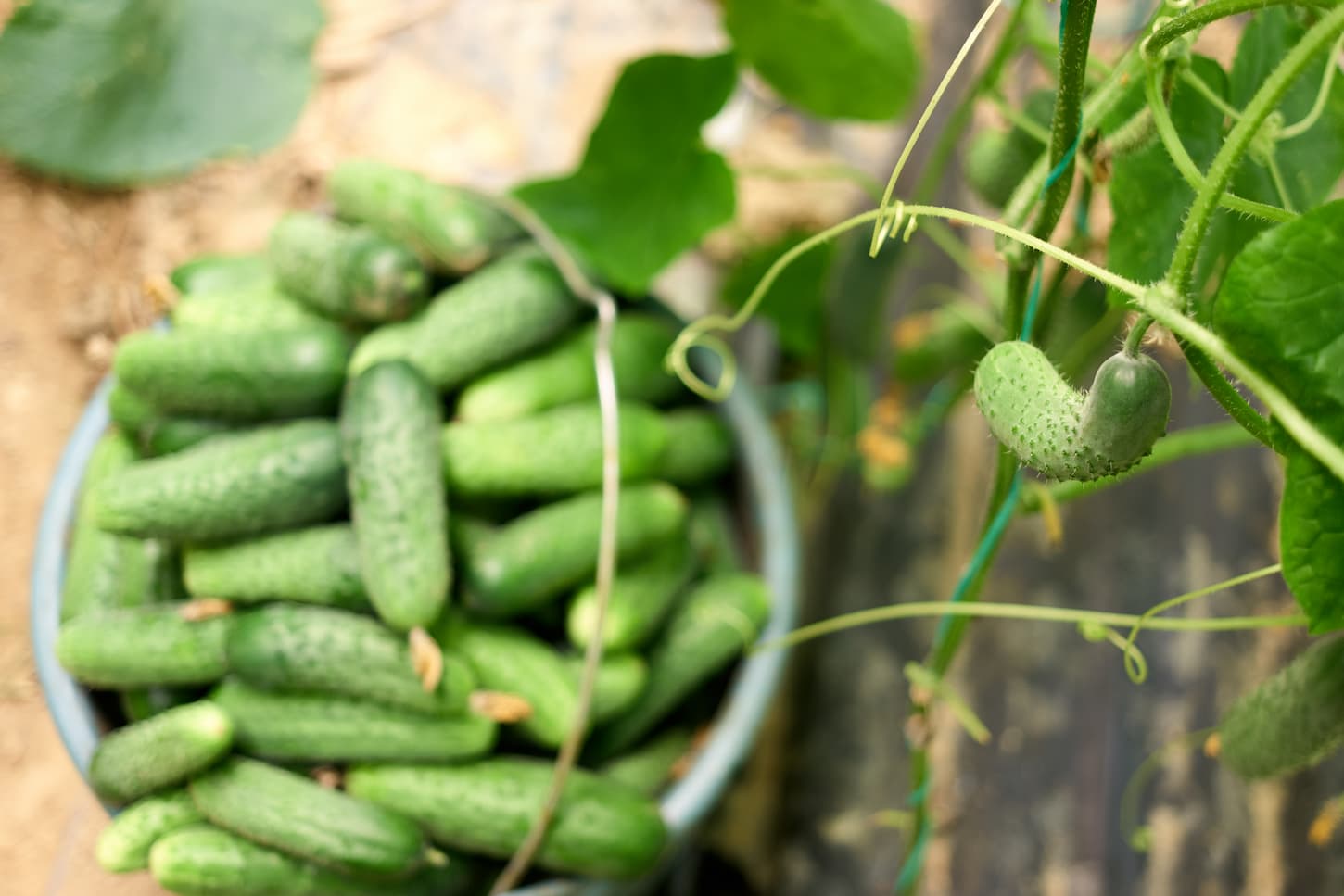 An image of a Growing cucumber on vine and a bucket with freshly picked cucumbers in the garden.