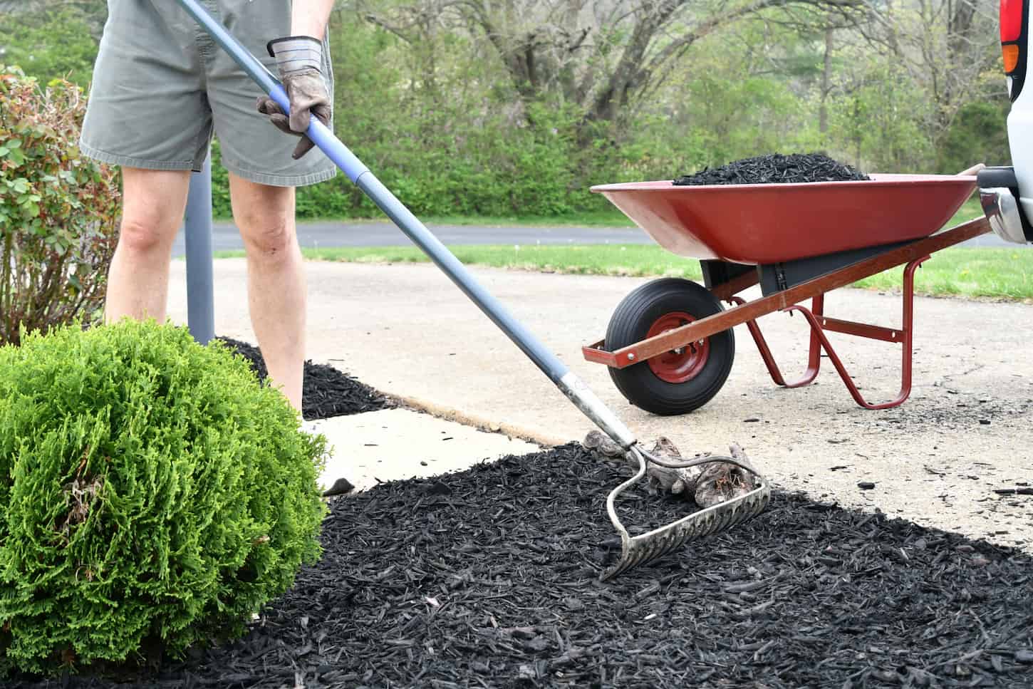 An image of a man doing yard work chores spreading mulch with a rake from a wheelbarrow around landscape bushes.