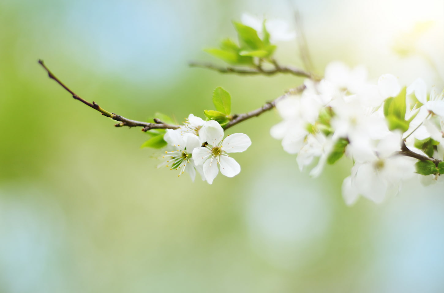 How to Keep Fruit Trees Healthy: 22 Essential Tips
