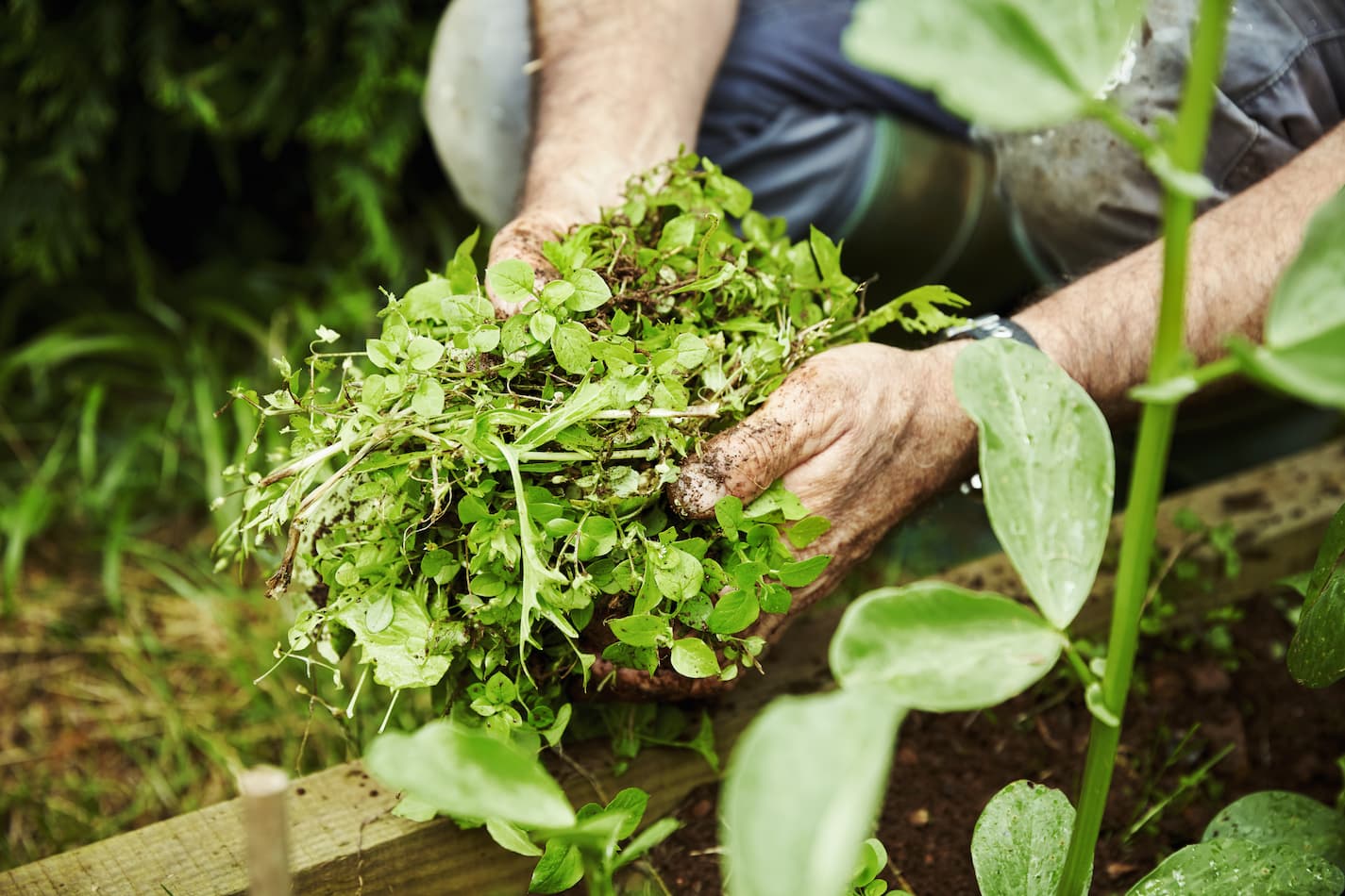 image of a gardener holding a handful of weeds in the garden.