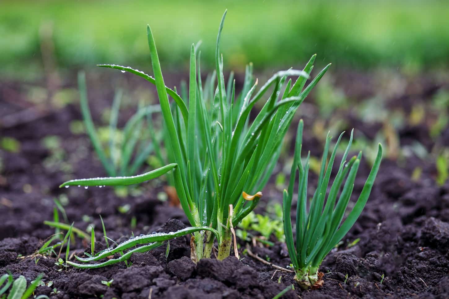 Do Onion Plants Like Coffee Grounds? (Read Before Planting!)
