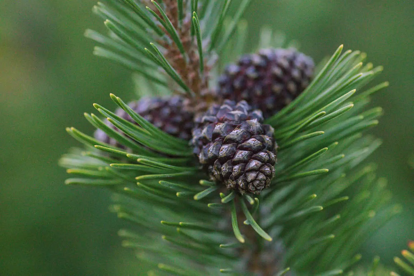 Do Pine Trees Attract Mosquitoes? (Read Before You Plant)