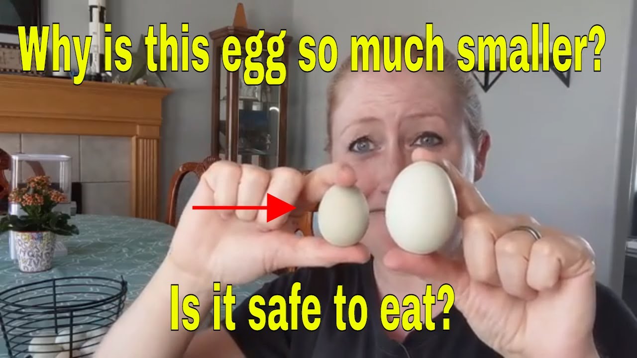 How Long do Pullets Lay Small Eggs? Pullet Egg Guide 3 An image of myself in my YouTube channel's video showing a regular-sized egg versus a pullet egg.