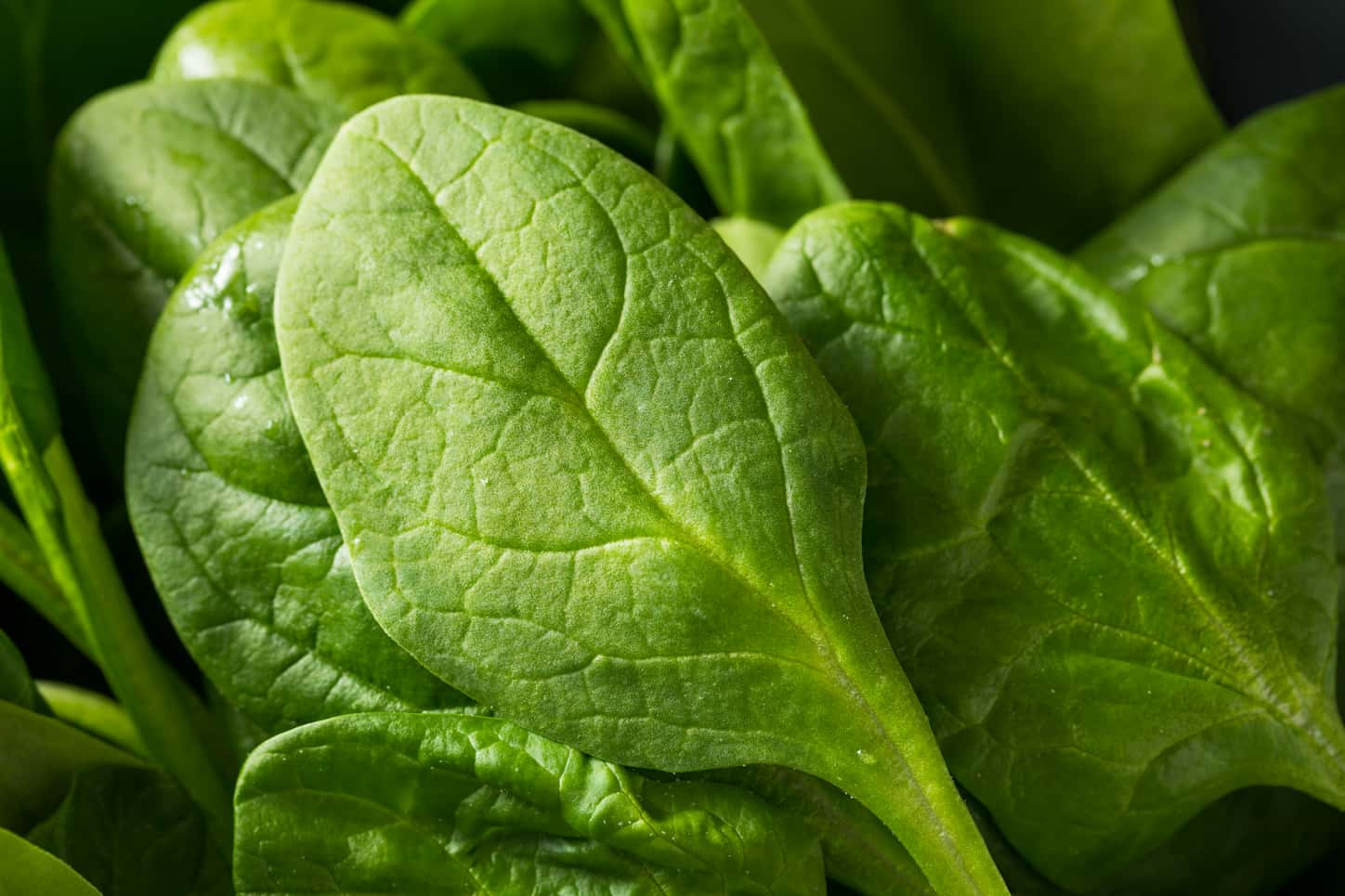 Can You Grow Spinach from Store-Bought? 5 Tips to Grow!