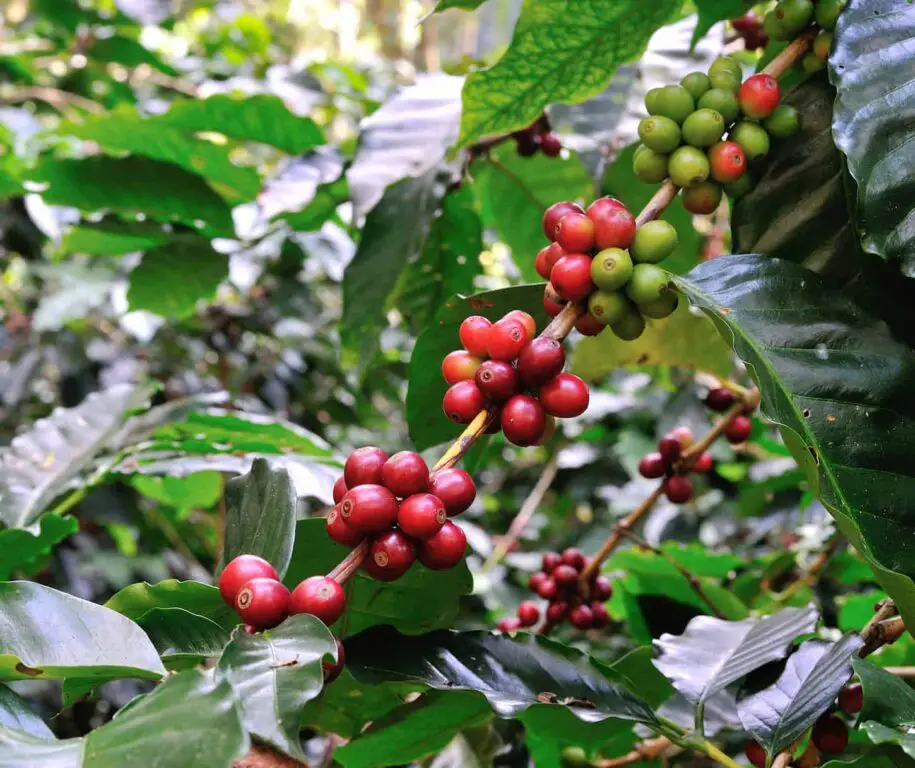 An image of red coffee beans on a coffee tree.