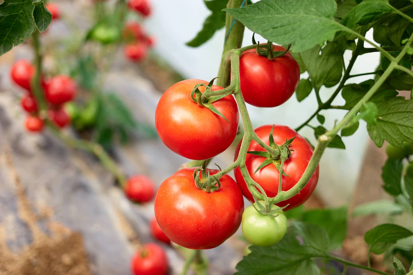 Can Tomatoes Grow in Indirect Sunlight?