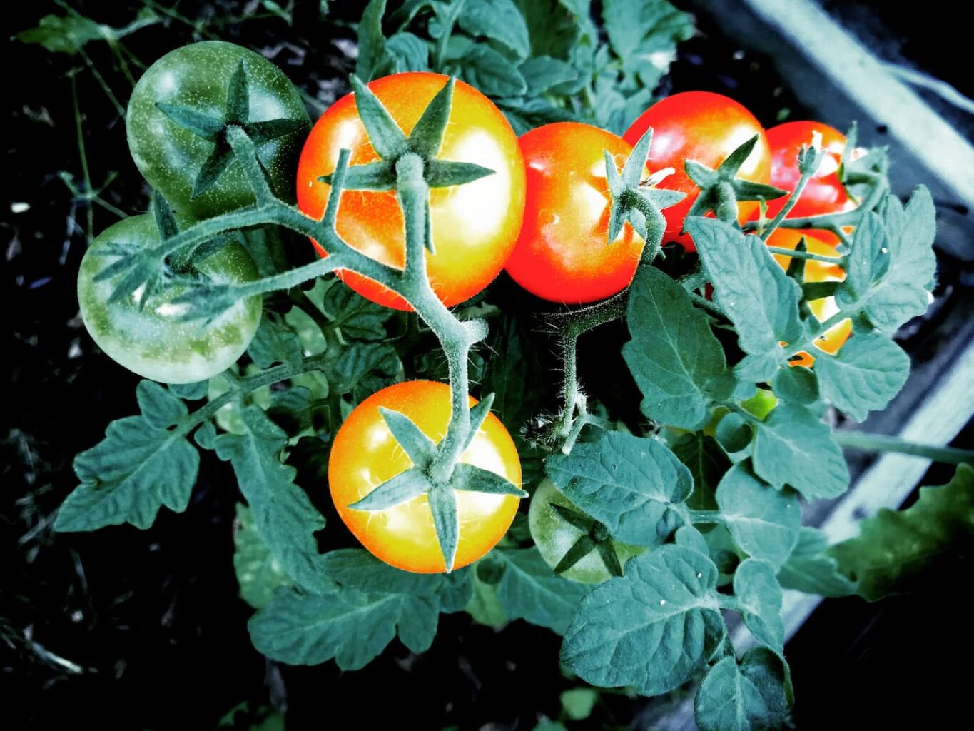 an image of a tomato plant growing