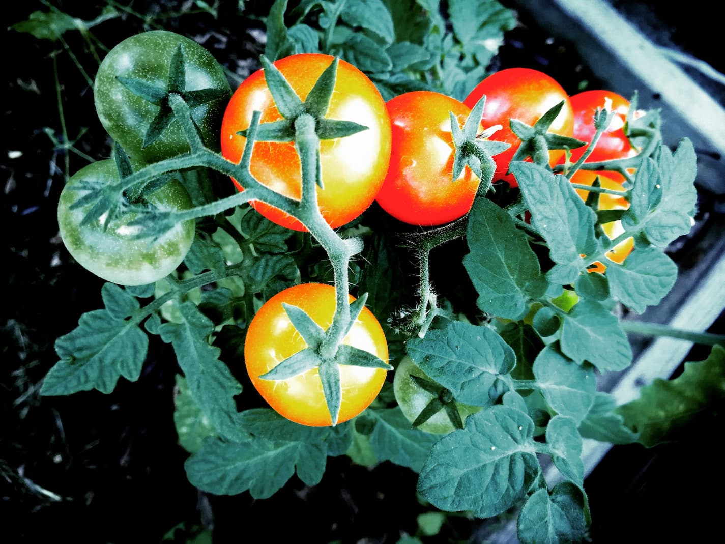 Can Tomatoes Grow In Indirect Sunlight?