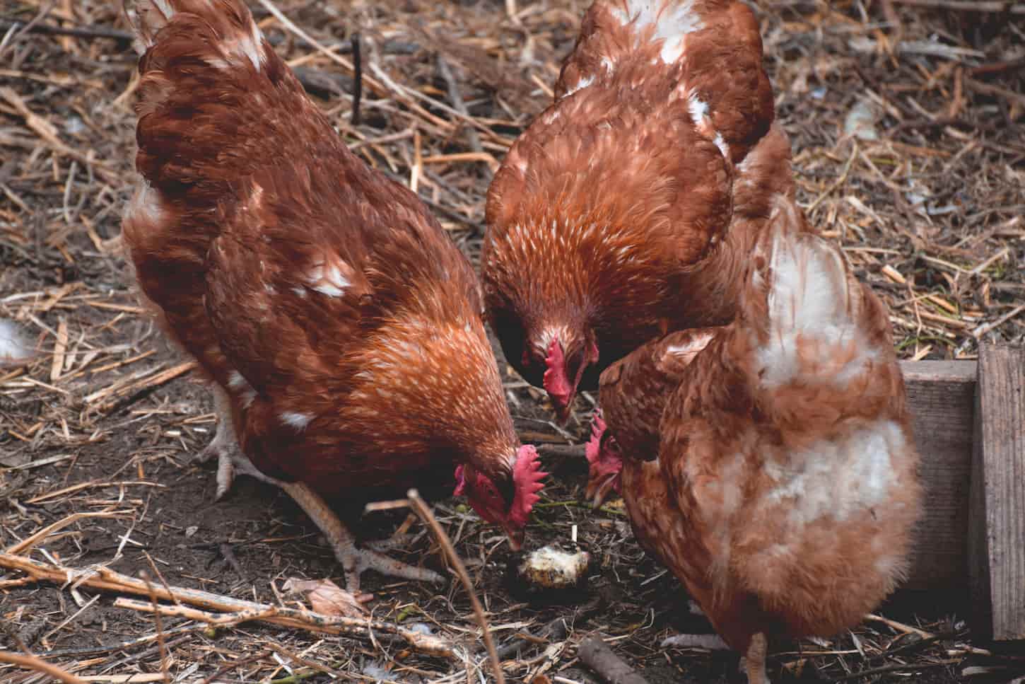 What Chickens Can and Cannot Eat: Complete Guide