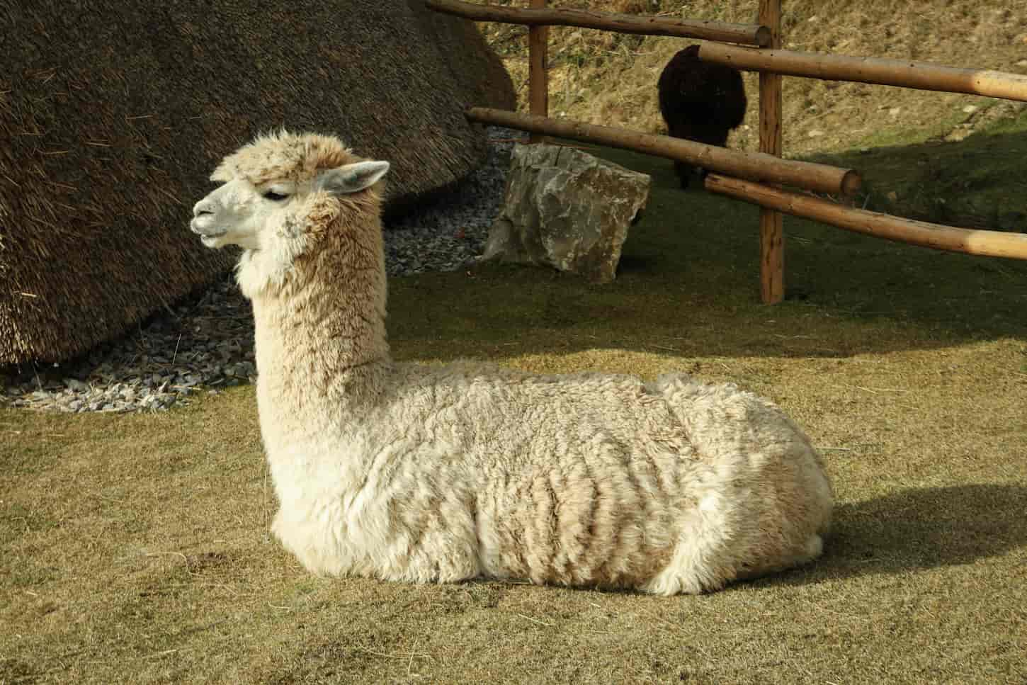 Alpaca Won’t Get Up? Meaning and What To Do!