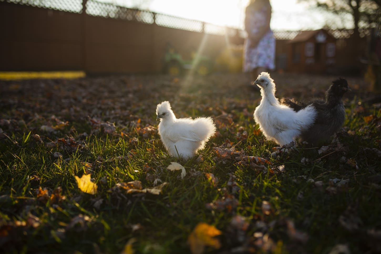 An image of baby chickens in farm during sunset.