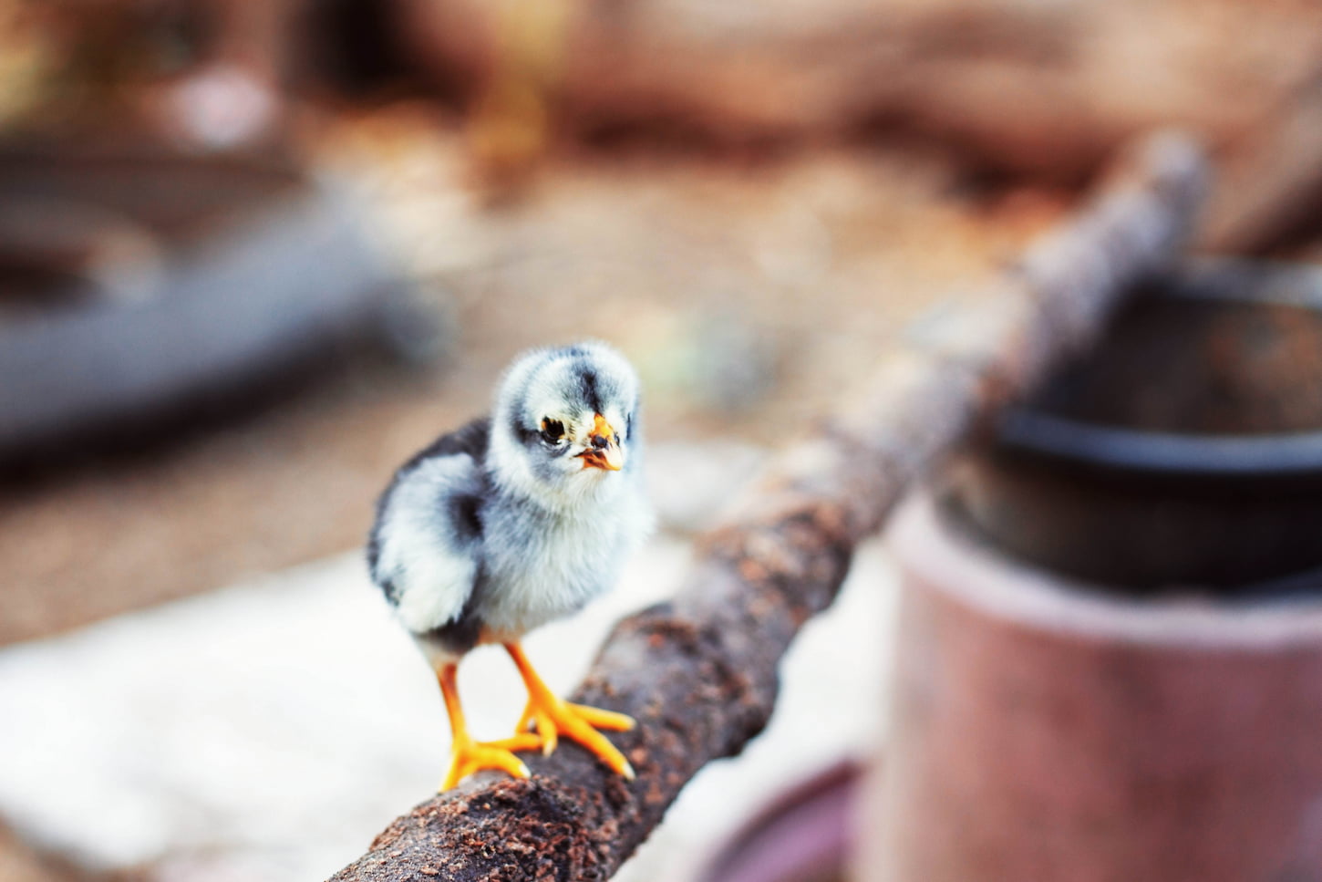 when-can-baby-chickens-go-outside