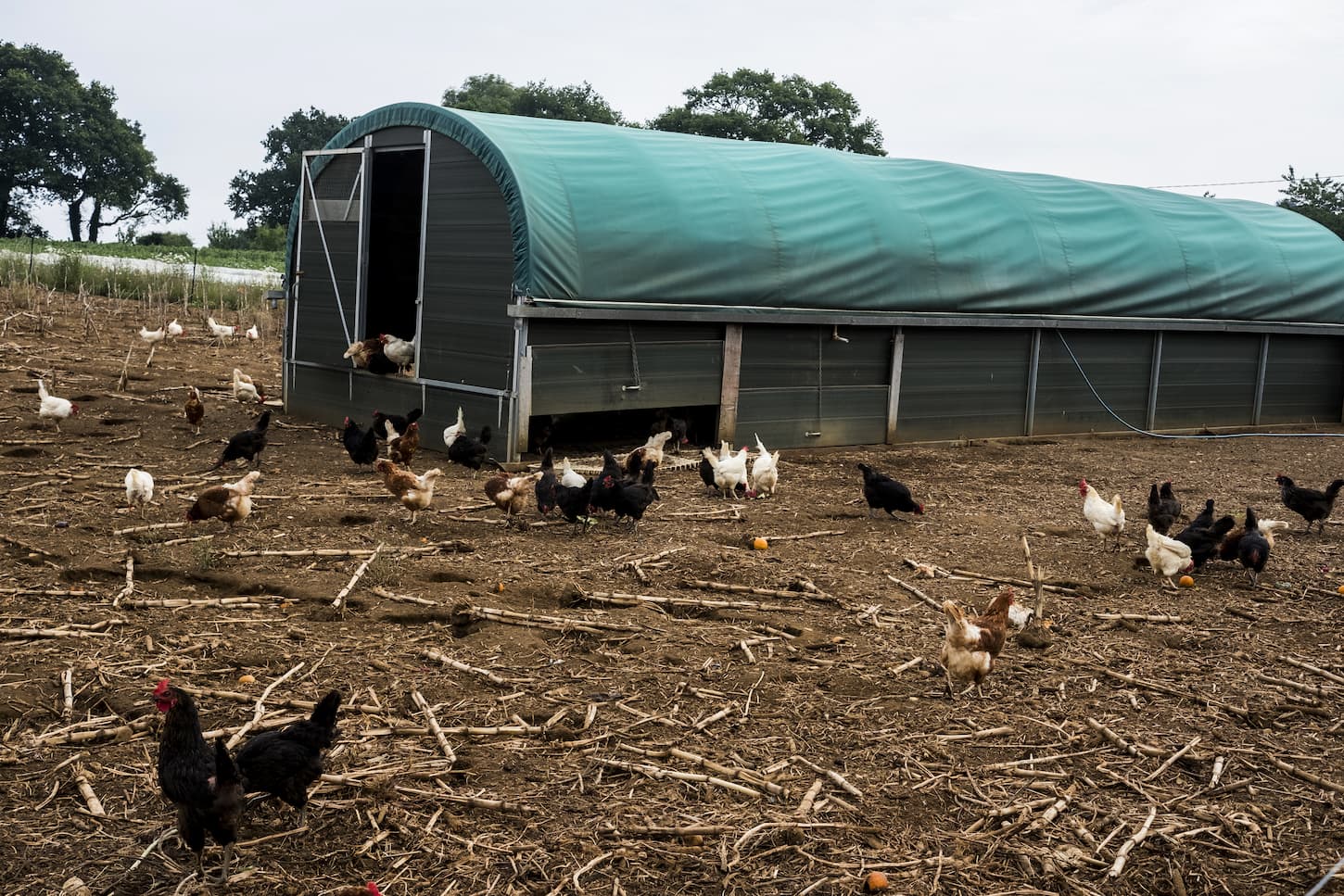 An image of flock of chickens around a chicken coop on a farm.