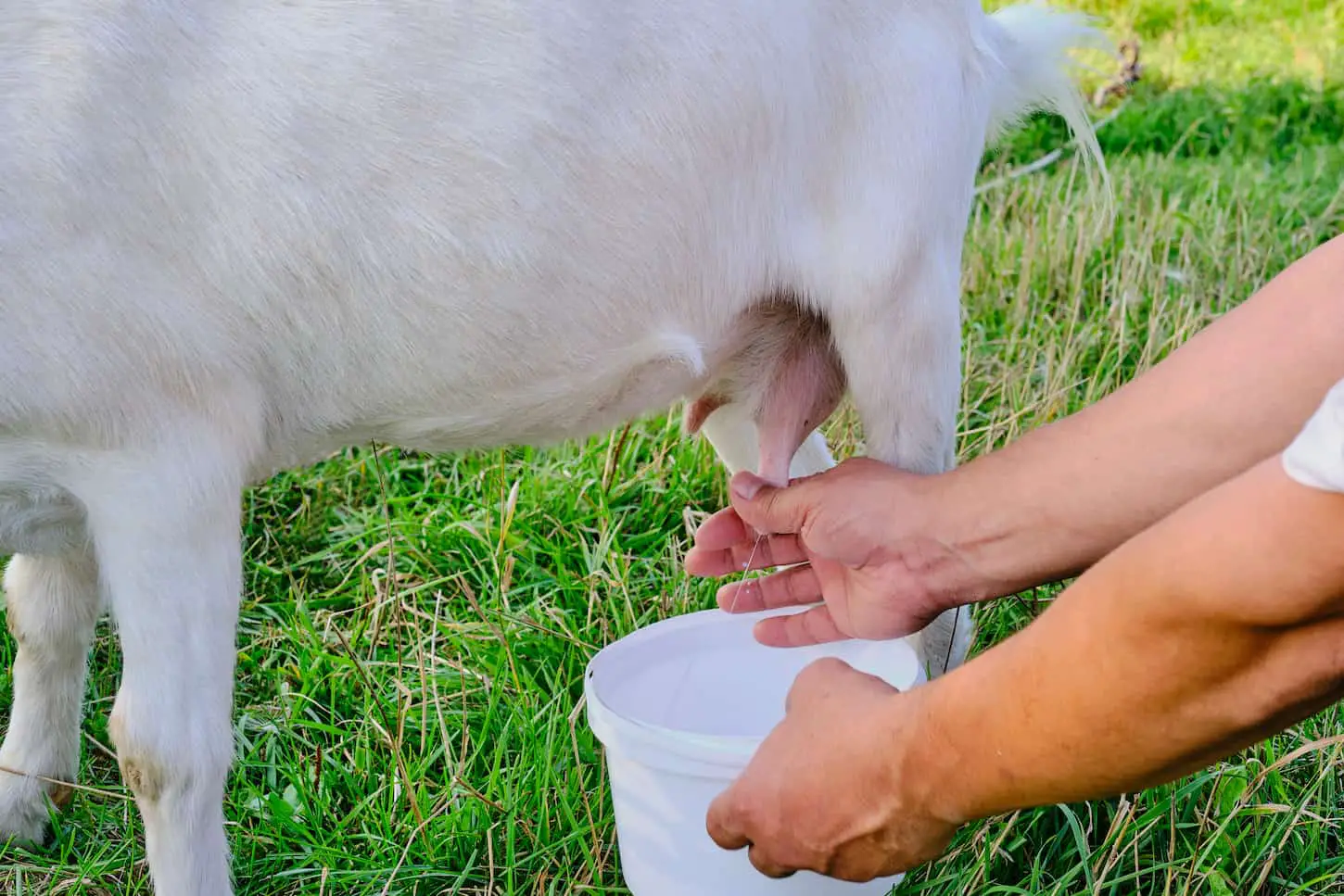 An image of hands of a senior man milks a white goat on a meadow.