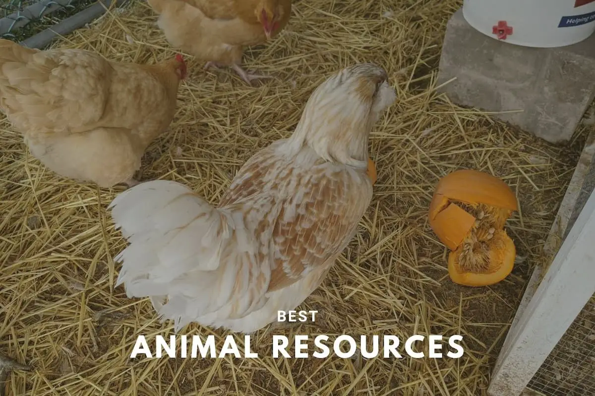An image of our chickens with the text overlay bet animal resources