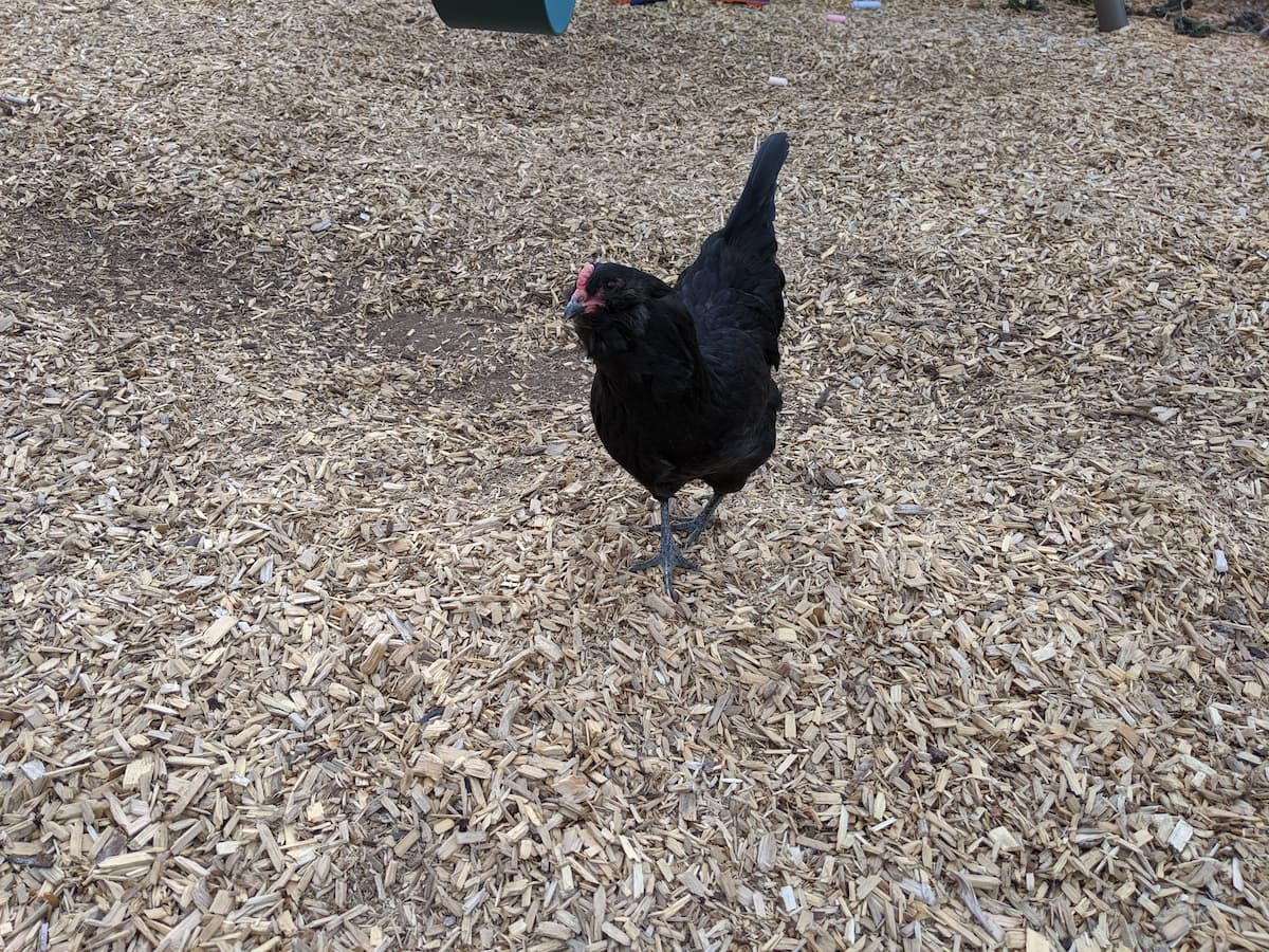 An image of a chicken casually strolling on a mulched ground in the garden.