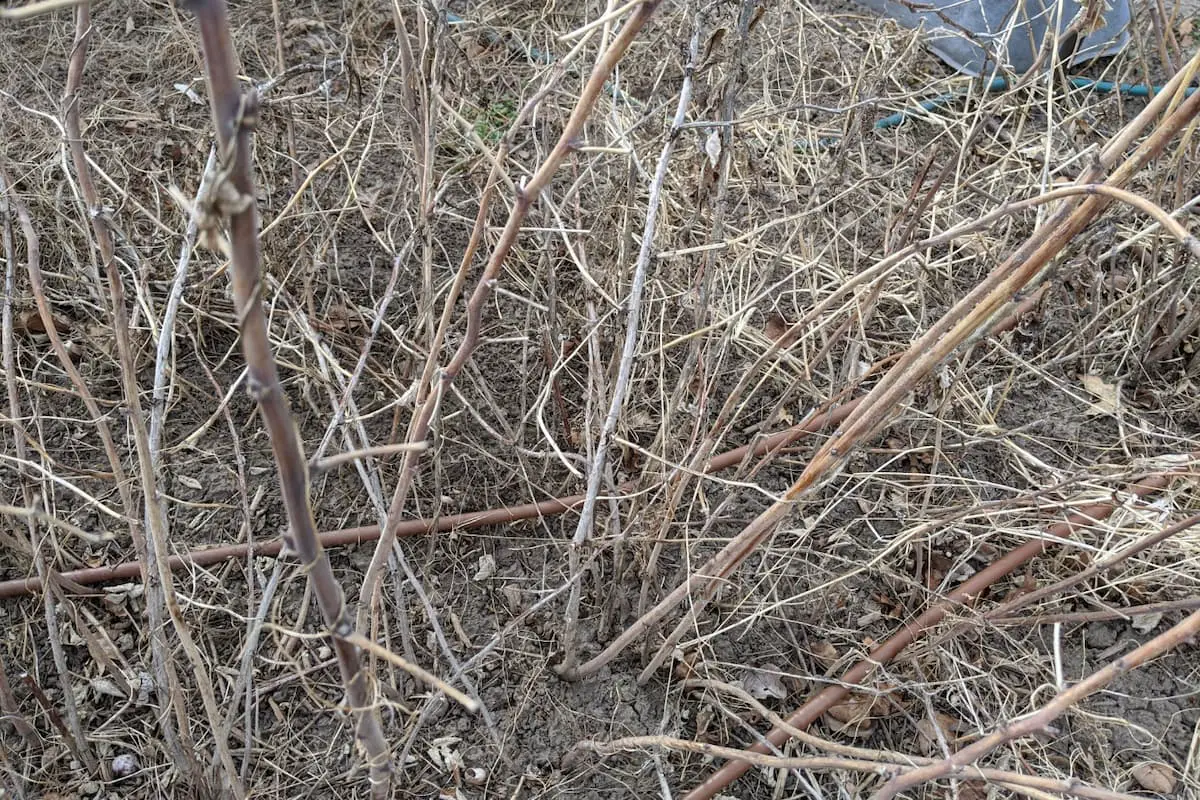 An image of a dormant raspberries bush in early March marking the start of moving raspberry season.