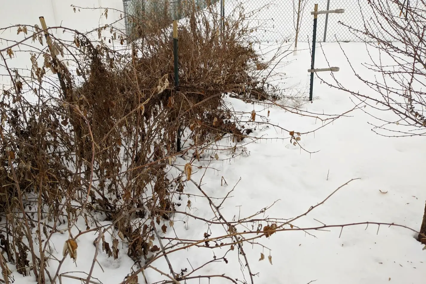 How to Protect Raspberry Plants in Winter: A Step-by-Step Guide