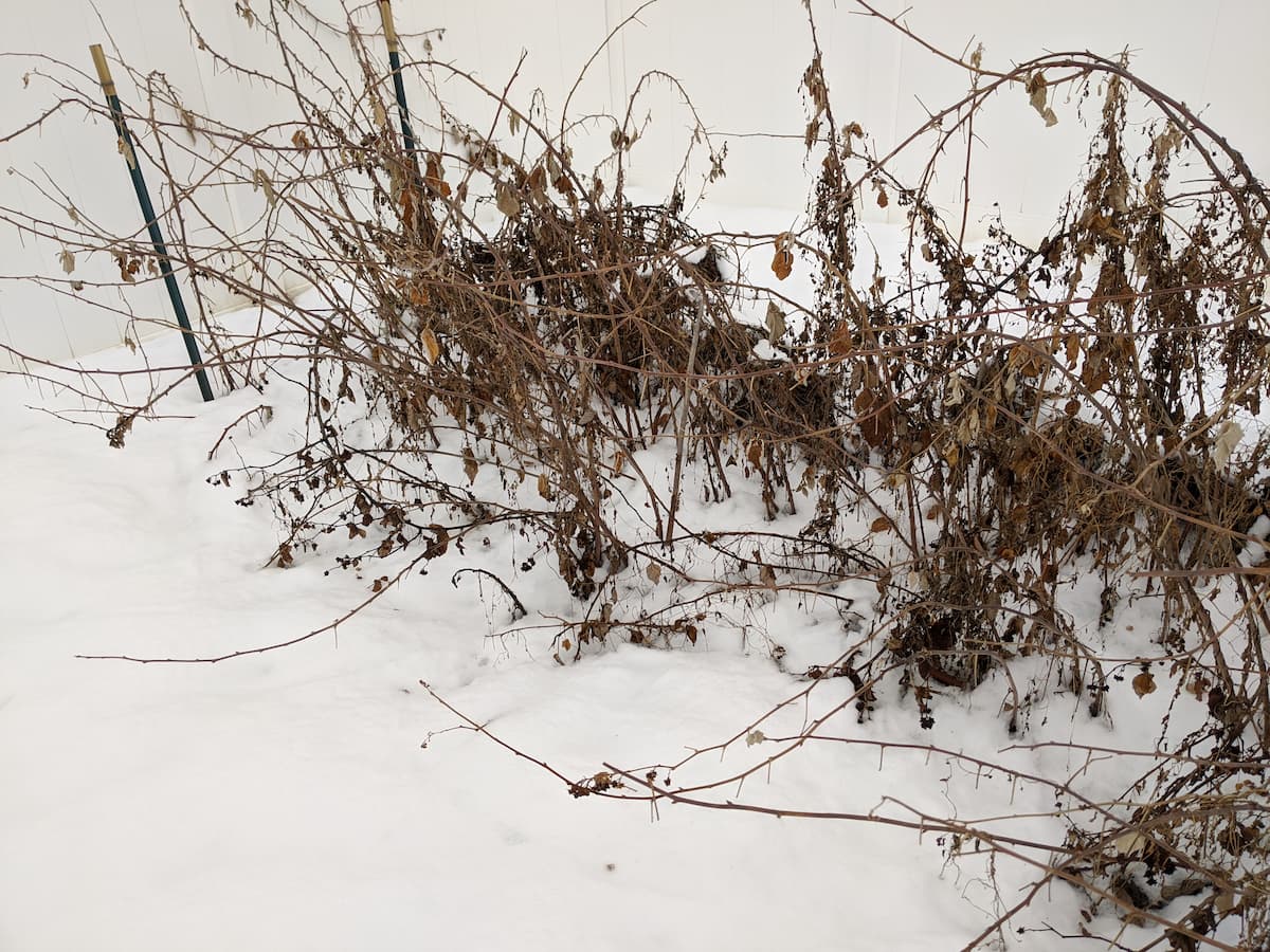 An image of a raspberry trellis during winter that needs repair.