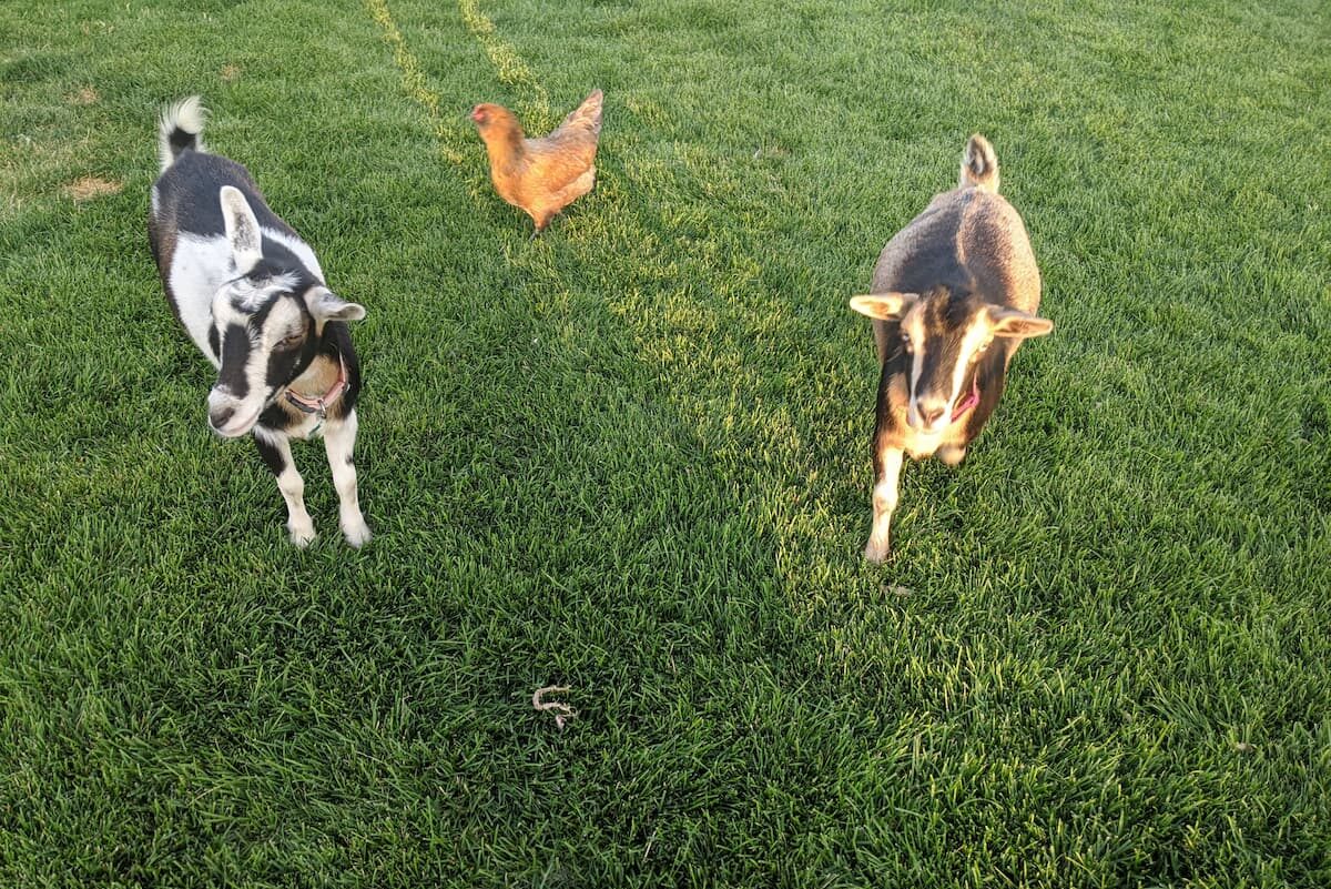 An image of our two Nigerian dwarf goats and one of our chickens in our yard.