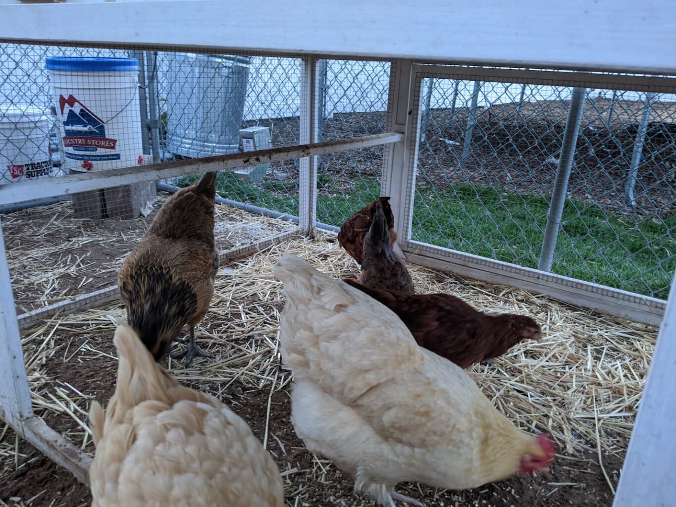 An image of chickens inside the coop looking for scratch.