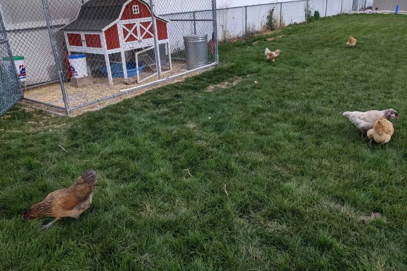 An image of our free-ranging chickens in our backyard and their chicken coop wired in protection against hawks.