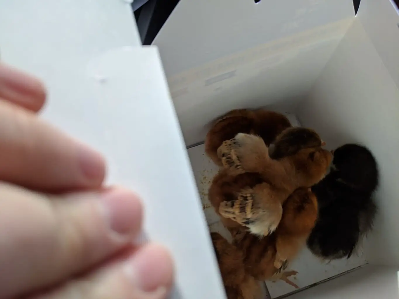 an image of day-old chicks being brought home in a box