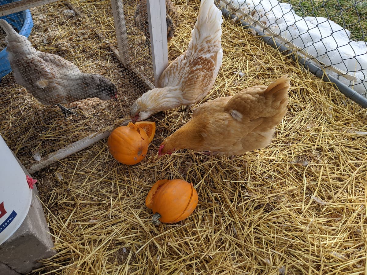An image of free-range chickens inside a coop enjoying pumpkins as their treats.
